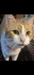 Lost Female Cat last seen Near east iron avenue , Salina, KS 67401