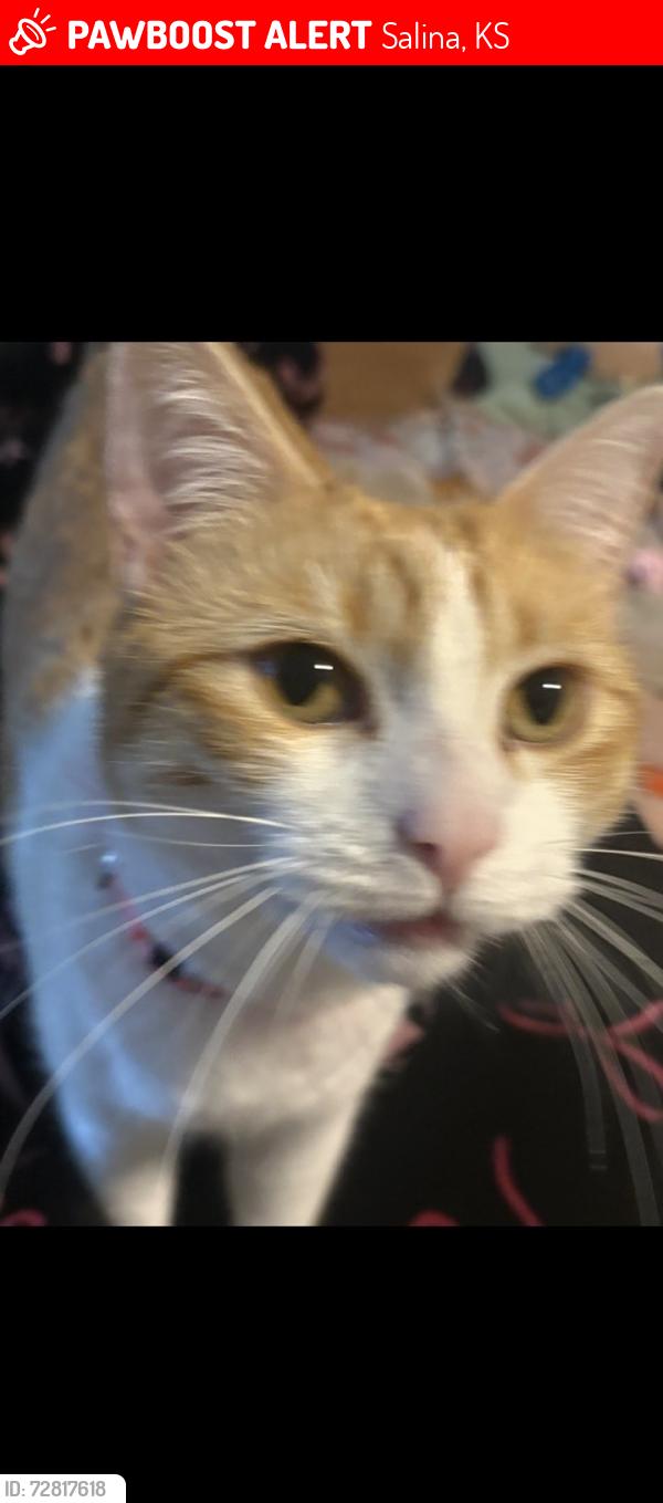 Lost Female Cat last seen Near east iron avenue , Salina, KS 67401