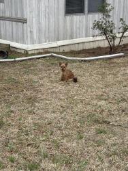 Lost Female Dog last seen Near hursey st Durham , Durham, NC 27703