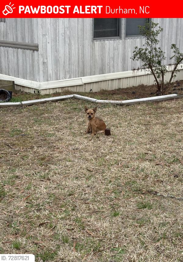 Lost Female Dog last seen Near hursey st Durham , Durham, NC 27703