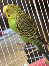 Found/Stray Male Bird last seen West lane and 8 mile rd  near Ham lane , Lodi, CA 95258