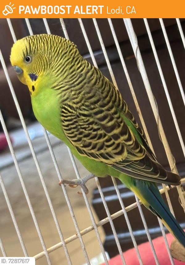 Found/Stray Male Bird last seen West lane and 8 mile rd  near Ham lane , Lodi, CA 95258