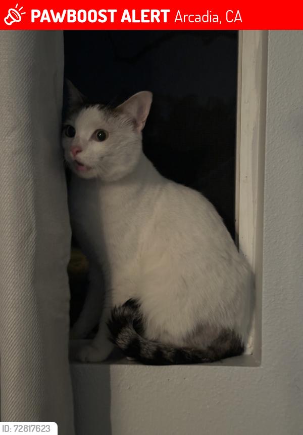 Lost Male Cat last seen baldwin, church, freeway, Arcadia, CA 91006