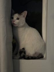 Lost Male Cat last seen baldwin, church, freeway, Arcadia, CA 91006