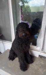 Lost Female Dog last seen Pico ave  near Harding Elementary , Bakersfield, CA 93306