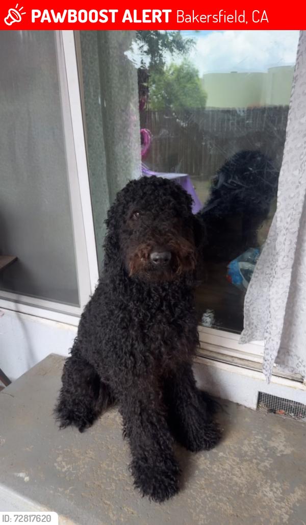 Lost Female Dog last seen Pico ave  near Harding Elementary , Bakersfield, CA 93306