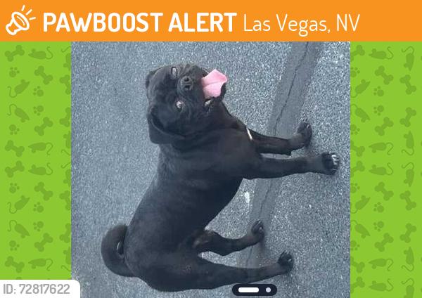 Found/Stray Unknown Dog last seen Boulevard @ 4201 apmts  - Decatur Boulevard, Las Vegas, NV 89103