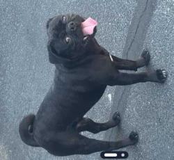Found/Stray Unknown Dog last seen Boulevard @ 4201 apmts  - Decatur Boulevard, Las Vegas, NV 89103
