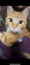 Lost Female Cat last seen Crenshaw County Alabama United States, Petrey, AL 36049