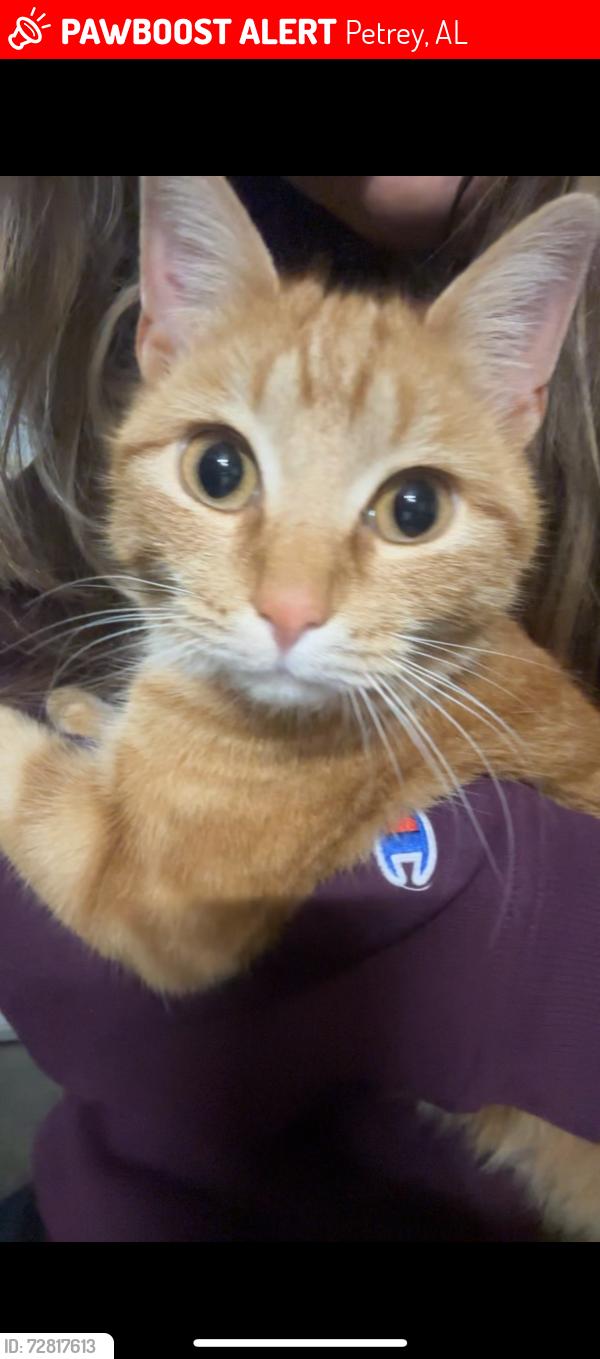 Lost Female Cat last seen Crenshaw County Alabama United States, Petrey, AL 36049