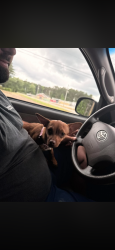 Lost Female Dog last seen Lynn’s berries , Horry County, SC 29526