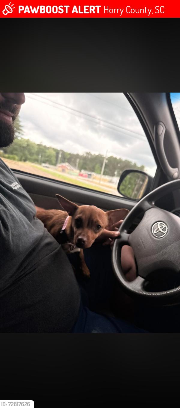 Lost Female Dog last seen Lynn’s berries , Horry County, SC 29526