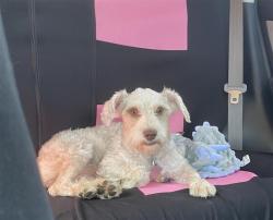Lost Male Dog last seen Joan Of Arc St. , Barrett, TX 77532