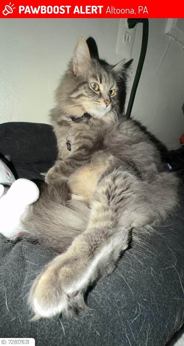 Lost Male Cat last seen 8th avenue and 6th street , Altoona, PA 16602