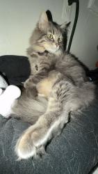 Lost Male Cat last seen 8th avenue and 6th street , Altoona, PA 16602