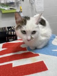 Shelter Stray Female Cat last seen Near Rosebank Ave Balt., MD 21212, 21212, MD, Baltimore, MD 21230