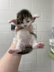 Shelter Stray Male Cat last seen Near Rosebank Ave Balt., MD 21212, 21212, MD, Baltimore, MD 21230