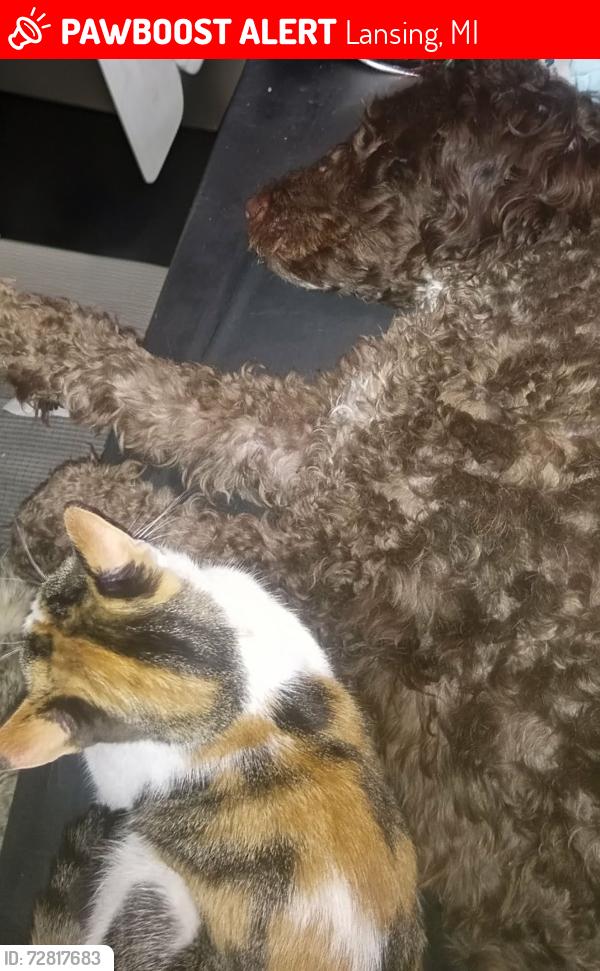 Lost Female Cat last seen Willow and Robertson , Lansing, MI 48915