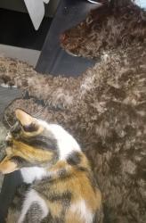 Lost Female Cat last seen Willow and Robertson , Lansing, MI 48915