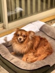 Found/Stray Male Dog last seen Industrial Pkwy W and Ruus Ln Hayward Ca, Hayward, CA 94544
