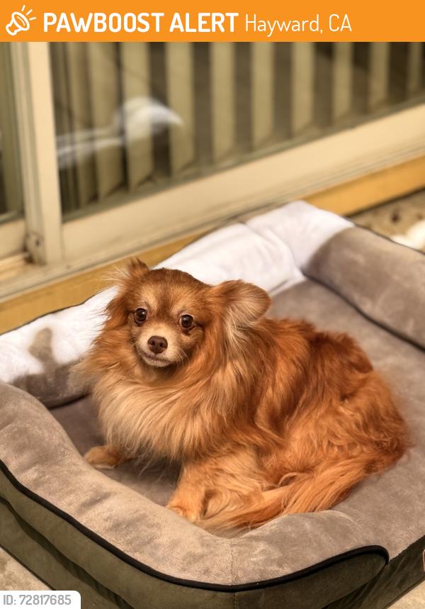 Found/Stray Male Dog last seen Industrial Pkwy W and Ruus Ln Hayward Ca, Hayward, CA 94544