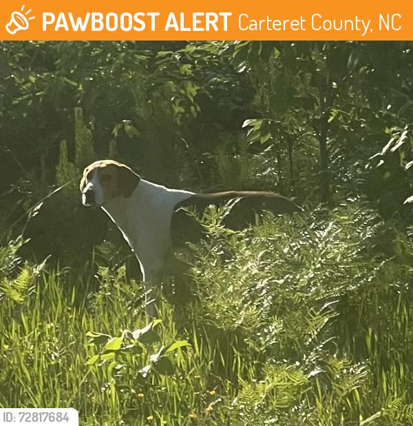 Found/Stray Female Dog last seen Wetherington Family Cemetery #1, Carteret County, NC 28582