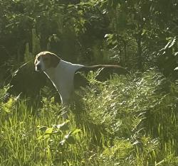 Found/Stray Female Dog last seen Wetherington Family Cemetery #1, Carteret County, NC 28582