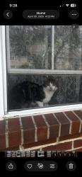 Lost Female Cat last seen Near warren ave , Norwood, OH 45212