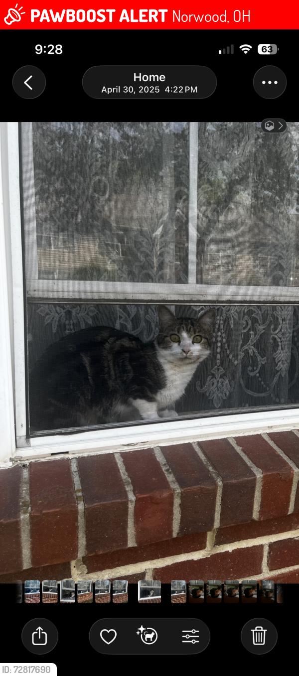 Lost Female Cat last seen Near warren ave , Norwood, OH 45212