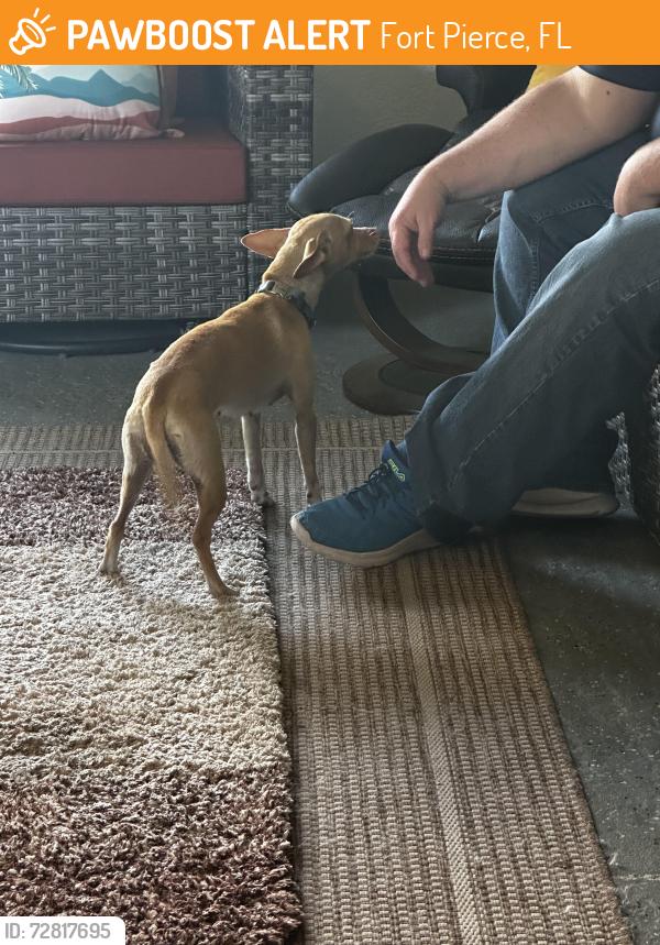 Found/Stray Female Dog last seen Melville road, Fort Pierce, FL 34982