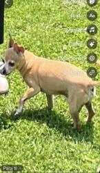 Lost Male Dog last seen Back of 9th Avenue alley, Watertown area in East Moline, IL, East Moline, IL 61244