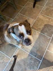 Lost Male Dog last seen Slade Crescent and Walden drive, Ottawa, ON K2K 2K9