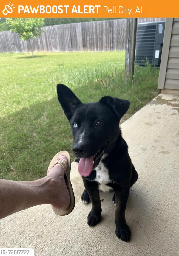 Found/Stray Female Dog last seen Fox hollow, Pell City, AL 35125