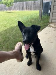 Found/Stray Female Dog last seen Fox hollow, Pell City, AL 35125