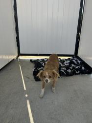 Found/Stray Female Dog last seen Stow crt , Seaside, CA 93955