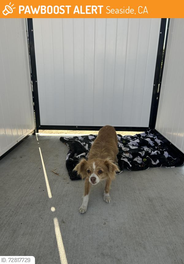 Found/Stray Female Dog last seen Stow crt , Seaside, CA 93955