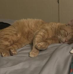Lost Male Cat last seen 40th and pacific, Tacoma, WA 98418