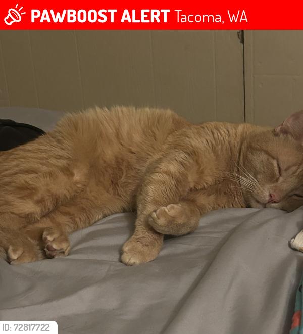 Lost Male Cat last seen 40th and pacific, Tacoma, WA 98418