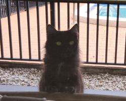 Lost Female Cat last seen W Azeele St and S Himes Ave, Tampa, FL 33609