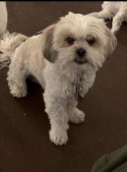 Lost Male Dog last seen Eastlake & Dartington, Horizon City, TX 79928