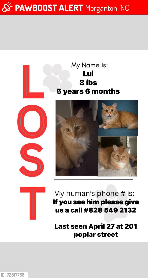 Lost Male Cat last seen Near poplar street right next to sheetz , Morganton, NC 28655