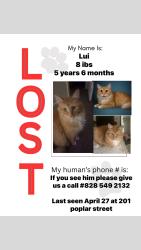 Lost Male Cat last seen Near poplar street right next to sheetz , Morganton, NC 28655
