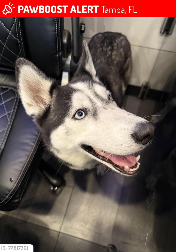 Lost Female Dog last seen Kennedy and Meridian , Tampa, FL 33602