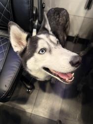 Lost Female Dog last seen Kennedy and Meridian , Tampa, FL 33602