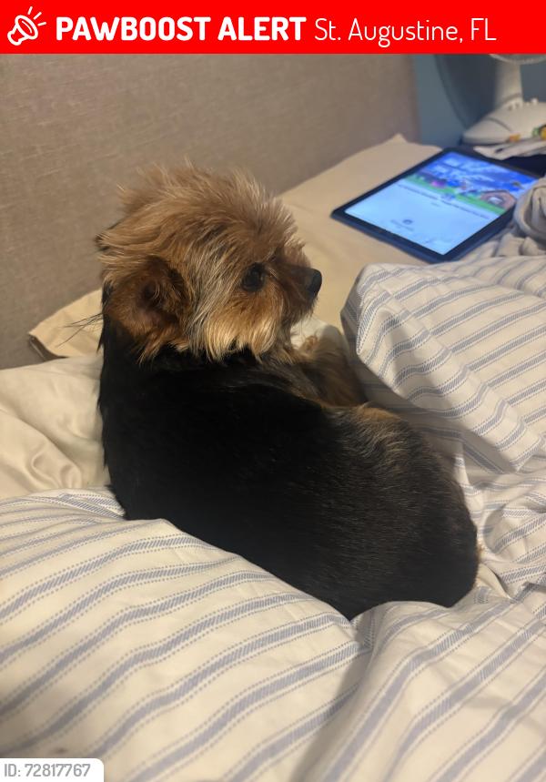 Lost Female Dog last seen Fairview cndmniums, St. Augustine, FL 32086