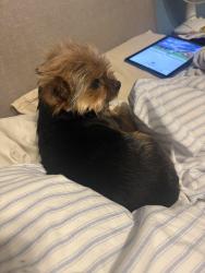 Lost Female Dog last seen Fairview cndmniums, St. Augustine, FL 32086