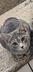 Lost Female Cat last seen Roxboro Rd , Atlanta, GA 30324
