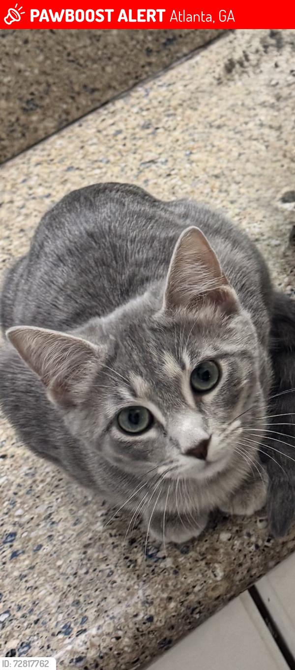 Lost Female Cat last seen Roxboro Rd , Atlanta, GA 30324