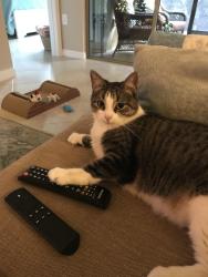 Lost Female Cat last seen Outlook neighborhood in Twenty Mile, Nocatee, FL 32081