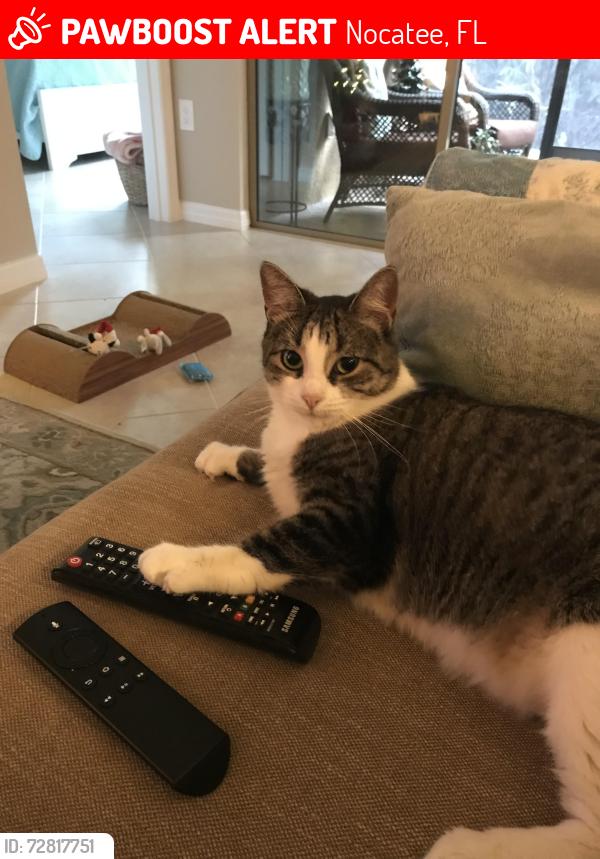 Lost Female Cat last seen Outlook neighborhood in Twenty Mile, Nocatee, FL 32081